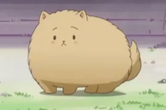 Pochi