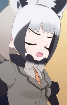 Bat Eared Fox
