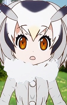 Northern White Faced Owl