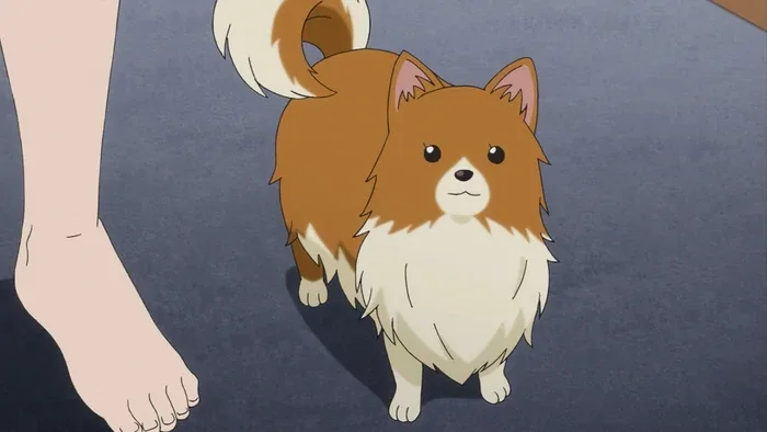 Missile Pomeranian