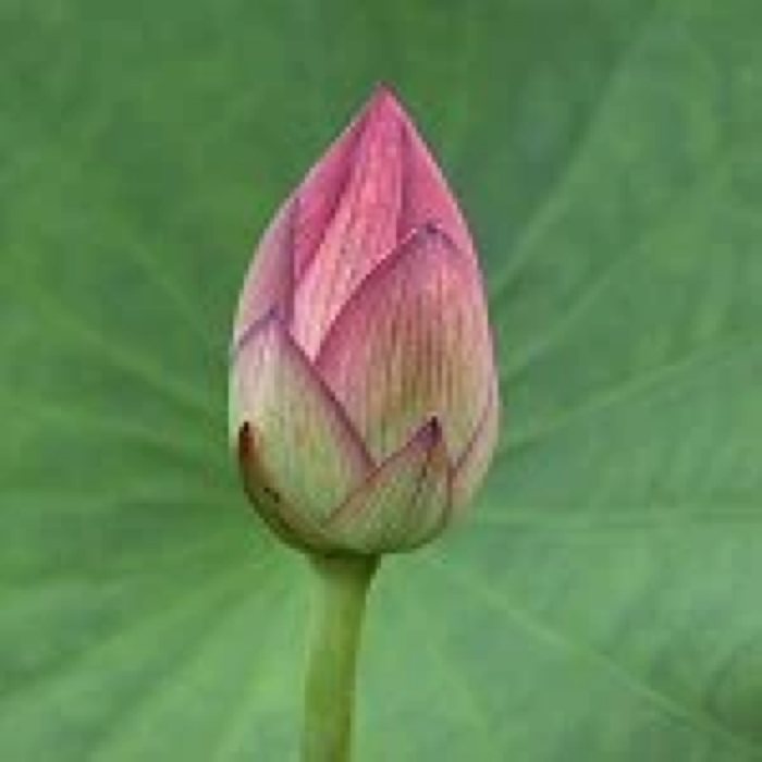 Plant Manipulation