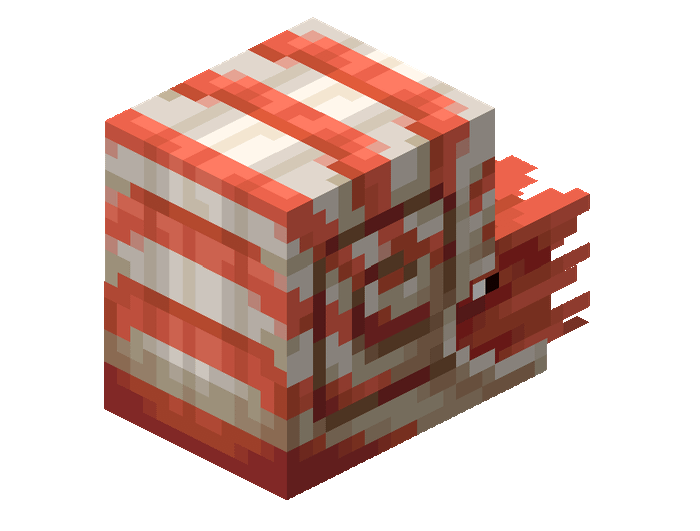 Nautilus
