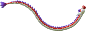 Dragoneel
