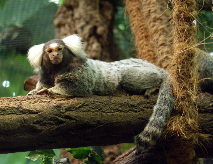Common Marmoset