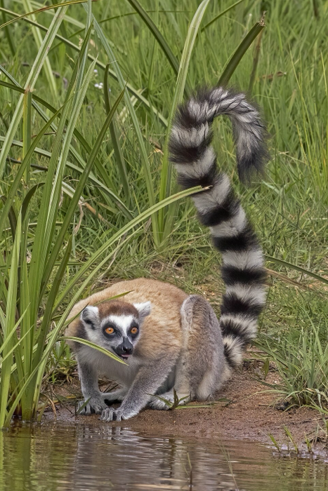 Ring Tailed Lemur