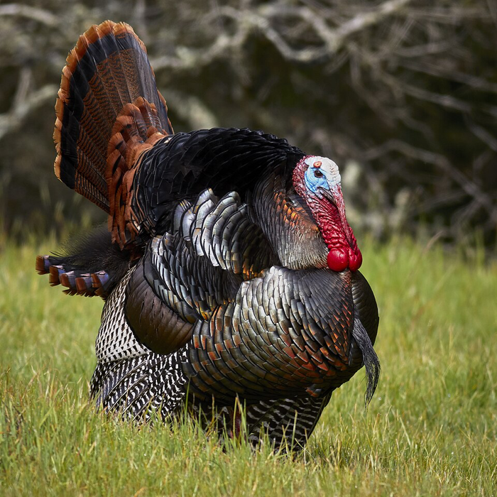 Turkey Bird