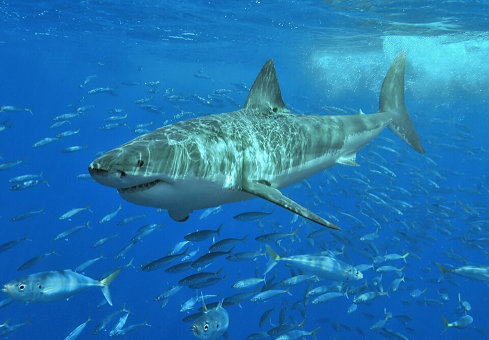 Great White Shark