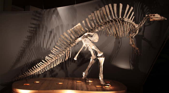Ouranosaurus