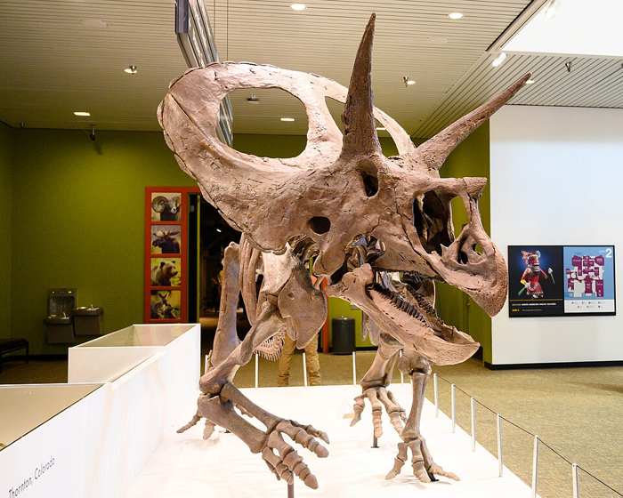 Torosaurus