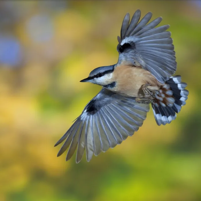 Bird