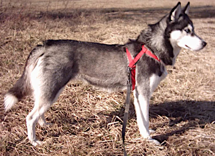 Husky