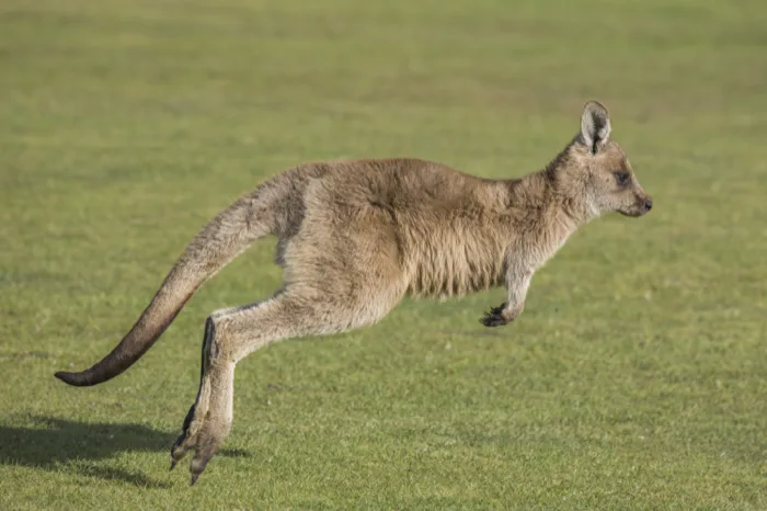 Kangaroo