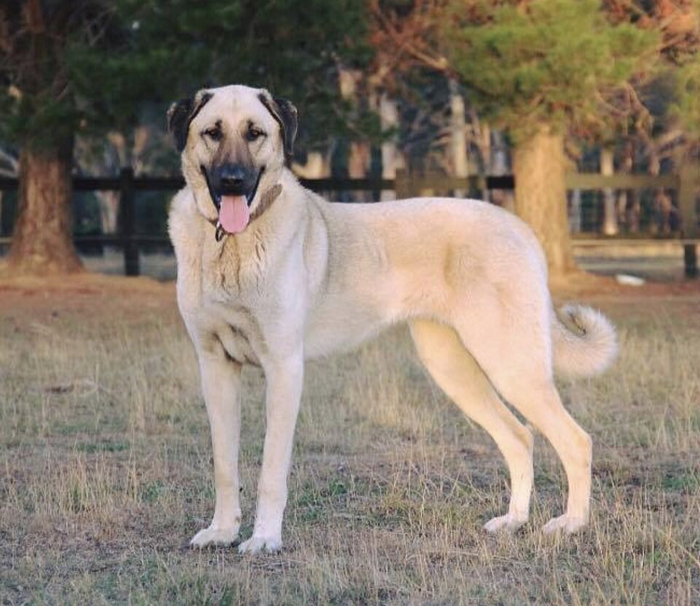 Kangal Shepherd