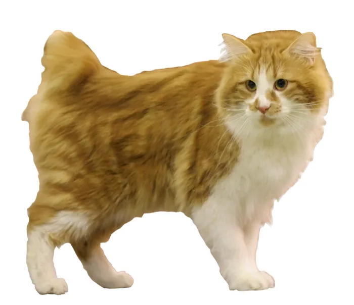 Kurilian Bobtail