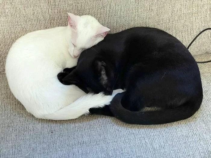 Russian White Black Tabby