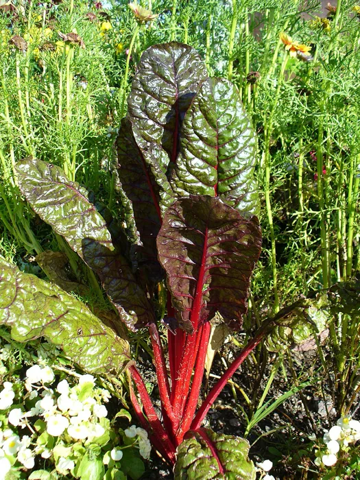 Swiss Chard